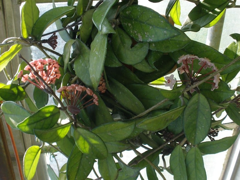 Planta Flor de porcelana