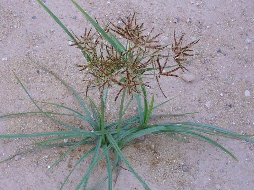 Cyperus rotundus