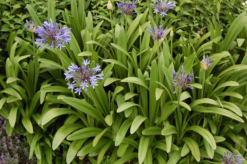 Agapanthus