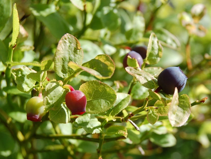 plantas con frutos con buenos nutrientes