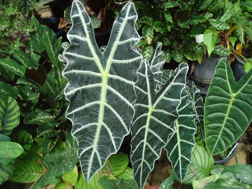 Alocasia
