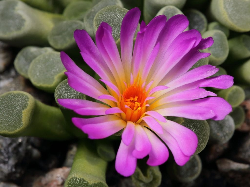 Frithia pulchra