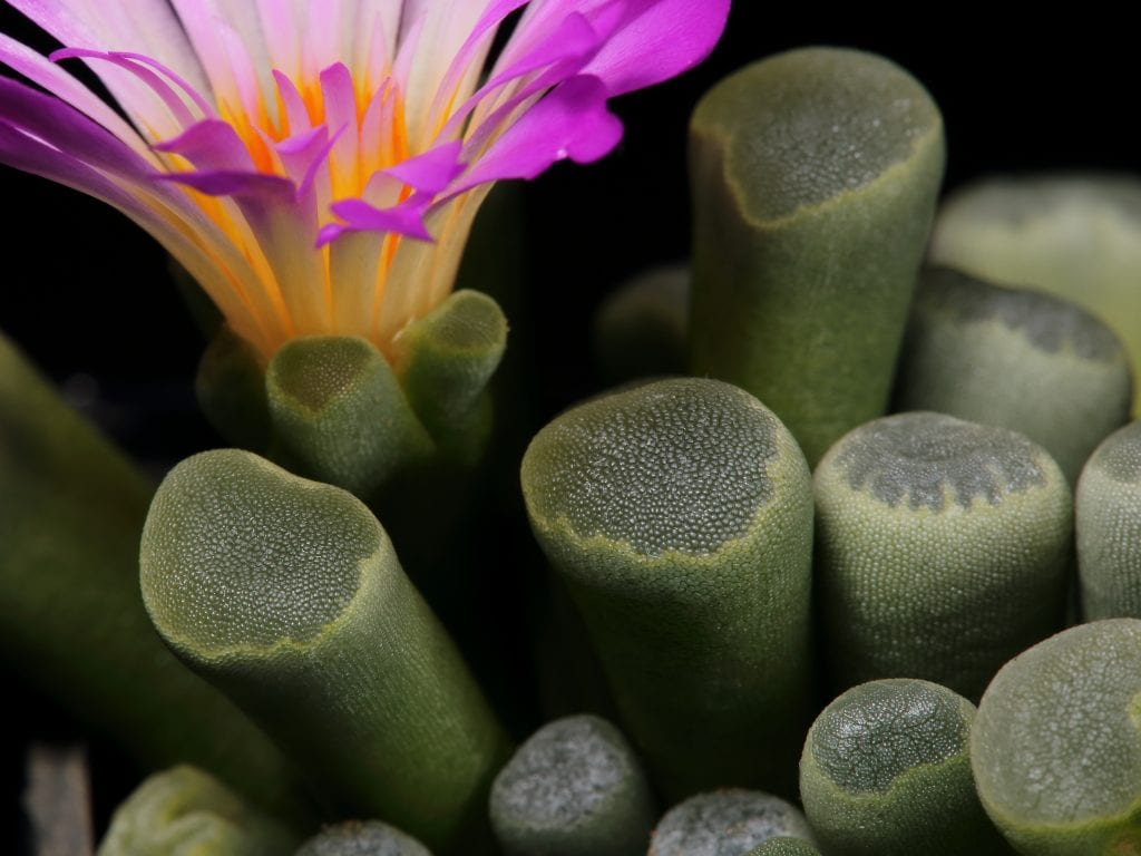 Frithia pulchra