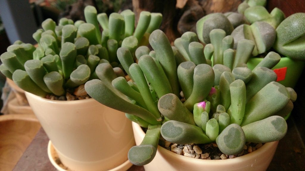 Frithia pulchra