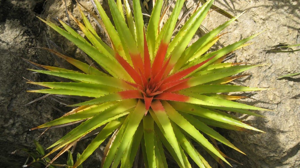 Bromelia humiis