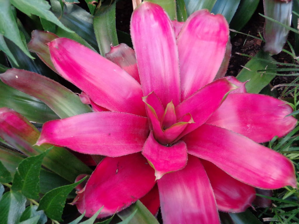 Bromelia