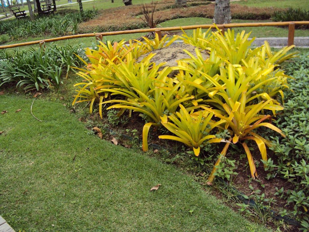 Bromelia amarella