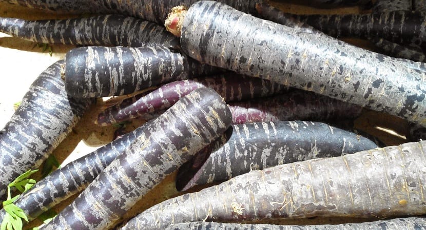 Zanahoria negra: cultivo, propiedades y usos en cocina