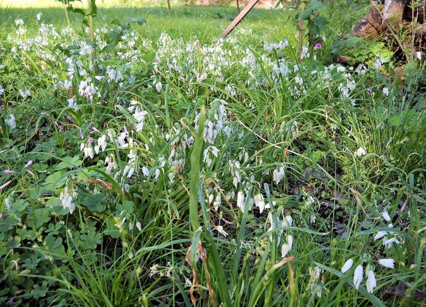mata o arbusto con pequeñas flores blancas