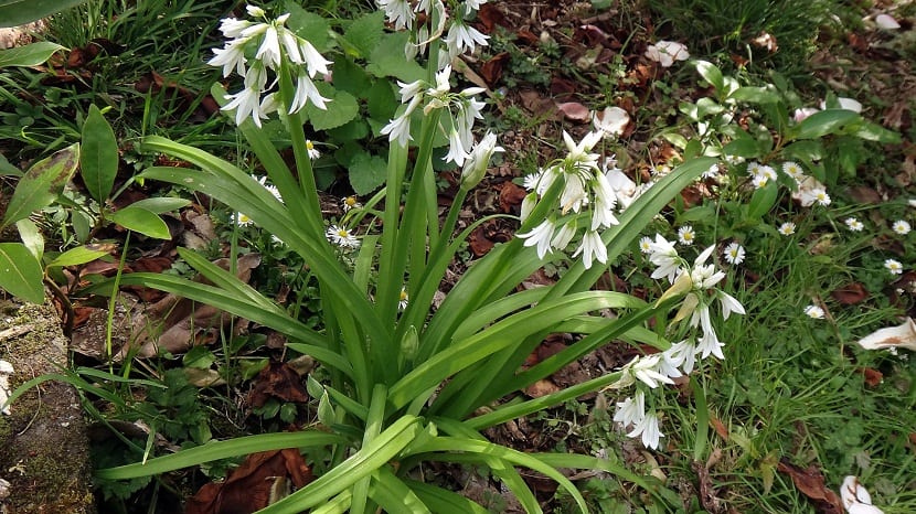 planta con flores con forma de campanilla