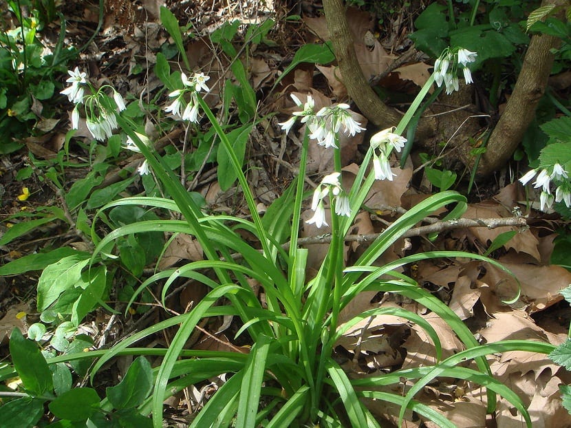 planta con pequeñas flores blancas