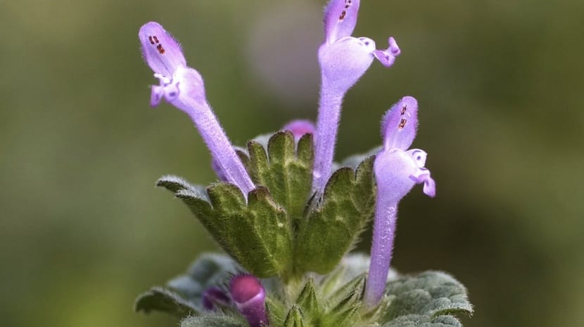 Hoy vamos a hablar de una planta herbácea que se distribuye por Europa, el Oeste de Asia y el Norte de África. Se trata del Lamium amplexicaule. También es conocida por otros nombres comunes como lo son conejitos, lamio, ortiga mansa, zapatitos de la Virgen, ortiga muerta menor o gatillos. Estos nombres se le dan dependiendo de la zona donde se encuentre y las tradiciones que haya en cada lugar. Pertenece a la familia Lamiaceae y tiene su encanto para tenerla como herbácea en el jardín. En este artículo vamos a entrar en profundidad analizando al Lamium amplexicaule al completo. Hablaremos de sus características, usos principales y cuidados que necesita. Características principales Se trata de una planta de porte herbáceo que suele alcanzar una altura de unos 30 cm. Posee tallos de selección cuadrada y con pelitos muy cortos que están dispersos por todo el tallo. Es bastante curioso porque tiene un color rojizo, acostumbrado a ver casi todos los tallos de color verde o marrón. Sus hojas son opuestas, pecioladas, simples y con forma ovada. Al igual que ocurre con los tallos, están cubiertas por pelitos cortos bastante suaves al tacto. Estas hojas son de color verde a rojo. Las flores están dispuestas en pequeños grupos al final del tallo. Son flores de tipo zigomorfas. Esto quiere decir que posee pétalos en la corola que van formando una especie de tubo alargado y que termina en dos labios. El labio superior tiene forma de casquete, mientras que el inferior tiene lóbulos manchados. Es de color morado y está recubierta de pelos. Esta forma la hace ser bastante curiosa en una planta herbácea, por lo que podría ser interesante tenerla en el jardín como parte de la hierba de fondo. Aunque sus flores suelen tener belleza apreciable, no vamos a compararlas con otras flores con mayor vistosidad, por lo que tampoco recomendaríamos tenerla en decoración. Simplemente puede servir de porte herbáceo para las plantas de fondo. El Lamium amplexicaule florece a finales de invierno, cuando han terminado todas las heladas y las temperaturas comienzan a ser más altas. Usos principales del Lamium amplexicaule Esta planta se ha venido utilizando para numerosas cosas a lo largo de la historia. Las hojas que son jóvenes, las raíces y los brotes son comestibles y suelen ser empleadas para hacer ensaladas totalmente naturales. Les dan buen sabor y aliñadas son toda una delicia. Si se cuecen también sirven para añadir a sopas caseras, quedando bastante deliciosas. Las flores son empleadas para fabricar confituras, aunque no es conveniente abusar de su contenido en saponinas. Muchos de los champús, baños de hierba o lociones faciales que empleamos hoy día están elaborados en gran parte con el Lamium amplexicaule. Esto es debido a que tiene un alto contenido en taninos que ayudan en la reparación y a salud de nuestra piel y el cuero cabelludo. Otro uso que se le suele dar es en forma de colirio para sanar el dolor de ojos. Para las mujeres, viene muy bien en el tratamiento de alteraciones en la frecuencia de la menstruación. Puede contribuir a regular de nuevo el ciclo menstrual para no tener que emplear pastillas anticonceptivas. No obstante, siempre es mejor preguntar primero a un especialista que te pueda aconsejar sobre el uso del lamio para la regulación de la menstruación. Es una planta bastante útil para el tratamiento de las heridas que se han infectado. Suele curarlas y ayudar a cicatrizar sin problemas. Aunque no sea una planta muy conocida que se vea a menudo, vale la pena de conocer por todos los usos que tiene. Como os he comentado antes, es una planta que tiene cierta belleza, pero no como para servir en la decoración de un jardín (o al menos no como elemento principal). Más bien es útil como hierba de fondo o para rellenar algunos huecos vacíos que pueda tener el jardín. Es considerada en muchos sitios como una mala hierba. Esto es porque no se le han dado los cuidados que requiere y deja de ser atractiva. Para que esto no te pase a ti, vamos a ir analizando los cuidados que necesita. Cuidados del Lamium amplexicaule Esta planta se puede ver en praderas seminaturales y sirve para compartirse con otras plantas como lo son Bellis o Ranunculus (enlace). Su propagación se hace de forma silvestre y, por ello, puede considerarse una mala hierba. Si las condiciones ambientales son favorables, podrá extenderse bastante fácil. Esto se debe a que se dispersa y es capaz de conquistar nuevas zonas gracias a las hormigas. Las semillas caen de su fruto y son las hormigas las que se ven atraída por esta comida. Una vez han hecho uso de la semillas, proliferará en otro lugar y podrá conquistar nuevos terrenos. Es una especie que puede tolerar muy bien la sombra, por lo que no hay problema para que sirva como hierba de fondo, tal y como hemos mencionado antes. No tiene inconvenientes en crecer bajo la sombra de árboles o setos. Lo que sí necesita es un suelo bastante nitrogenado para que pueda crecer sin problema, pero no suele dar muchos problemas. Es una planta resistente. Incluso en zonas donde los climas son extremos tanto en frío como en calor, la planta suele durar todo el año. En cuanto a su ubicación, ya hemos dicho que sobrevive bien a la sombra, aunque el sol le viene bien. Necesita de agua más o menos abundante para que sus flores puedan desarrollarse bien. Esto se traduce en que debes evitar de que la tierra se seque y es el indicador que te hará saber cuándo debes regar de nuevo. No necesita nada de abono, con que el suelo esté bien rico en nitrógeno, la planta podrá prosperar bien. Si quieres garantizar una buena floración, puedes abonarlas con abonos ecológicos (enlace) una vez al mes. No necesita poda, puesto que es una planta herbácea que no sobrepasa los 30 cm de altura. Para la multiplicación, puedes hacerla por semillas en primavera, Ten en cuenta que sus semillas atraerán a hormigas hasta tu jardín, por lo que ellas mismas podrían propagarse. Espero que esta información te ayude a saber más sobre el Lamium amplexicaule.