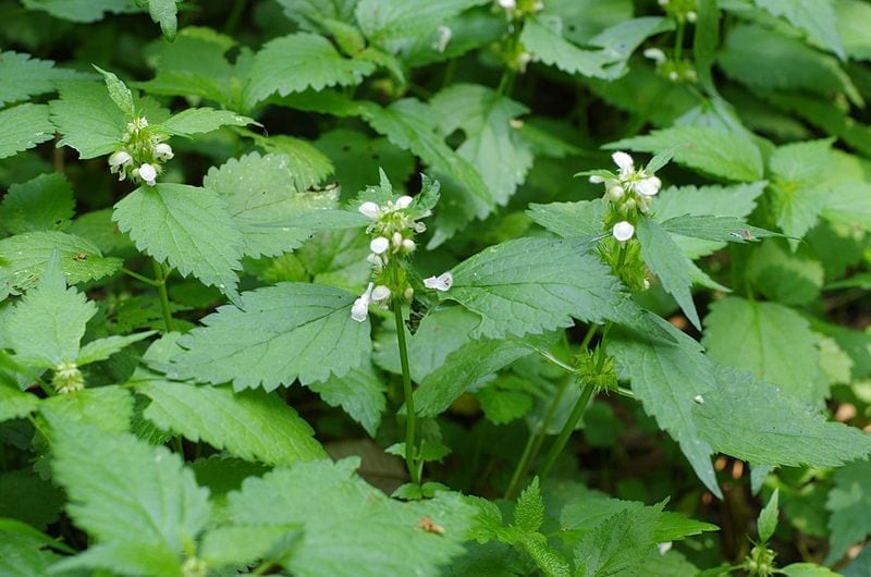 Vista de las hojas del Lamium flexuosum