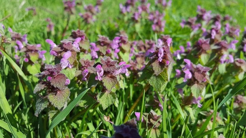 Vista de las flores del Lamium purpureum