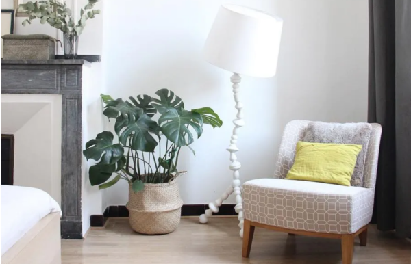 Monstera deliciosa en cesta de fibra en el salón de una casa