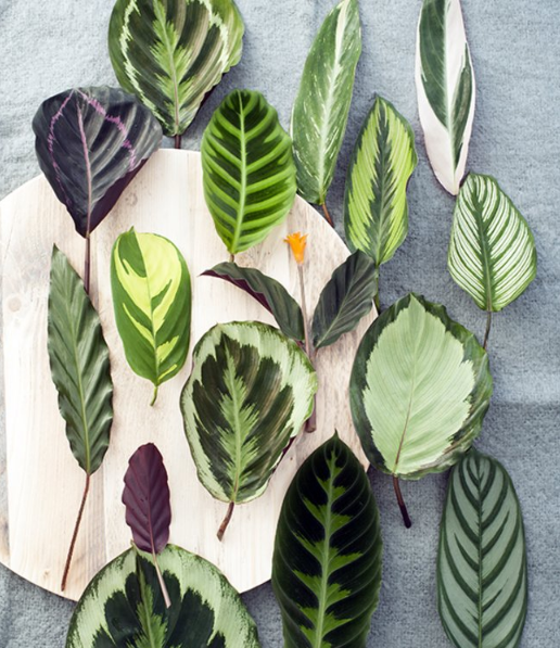 Hojas de calathea de distintas variedades ordenadas sobre una tabla