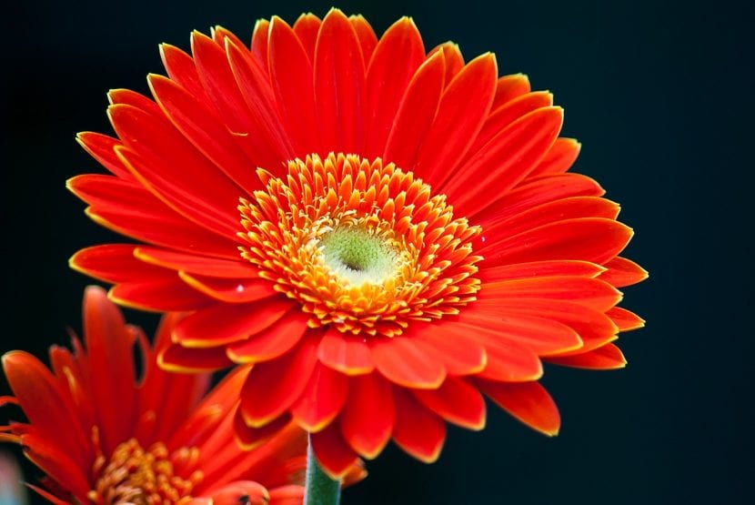 Flor de Gerbera de color rojo