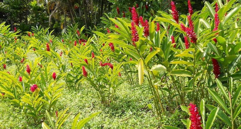 flores autóctonas frente a las alóctonas