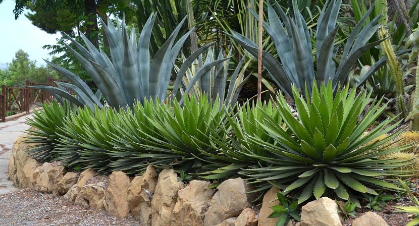 jardín compuesto por especies autóctonas