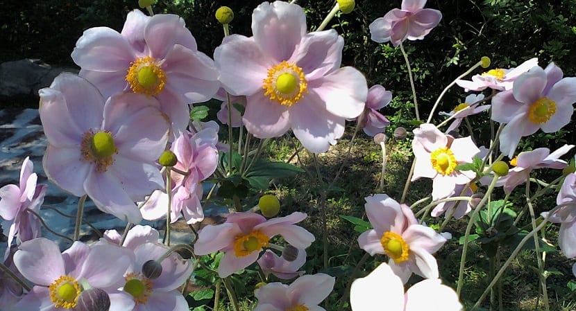 las plantas autóctonas son buenas para el jardín