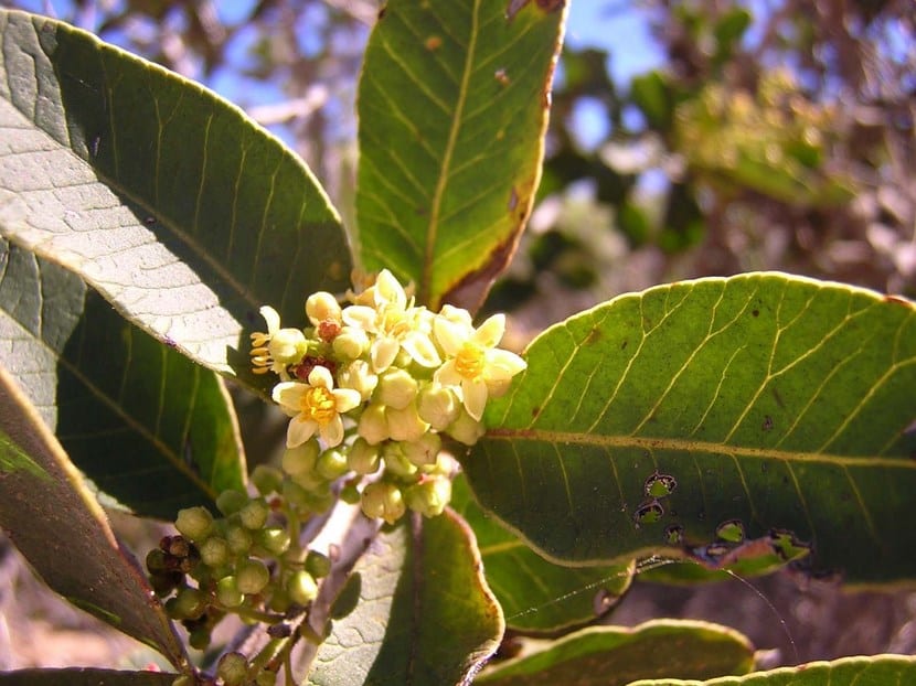 Plantas esclerófilas: qué son, especies y uso en jardín