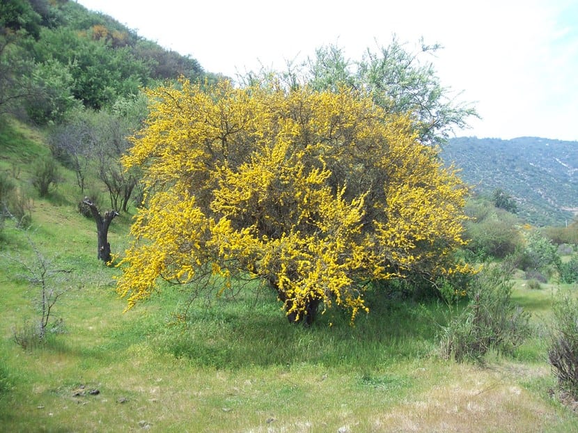 Espino