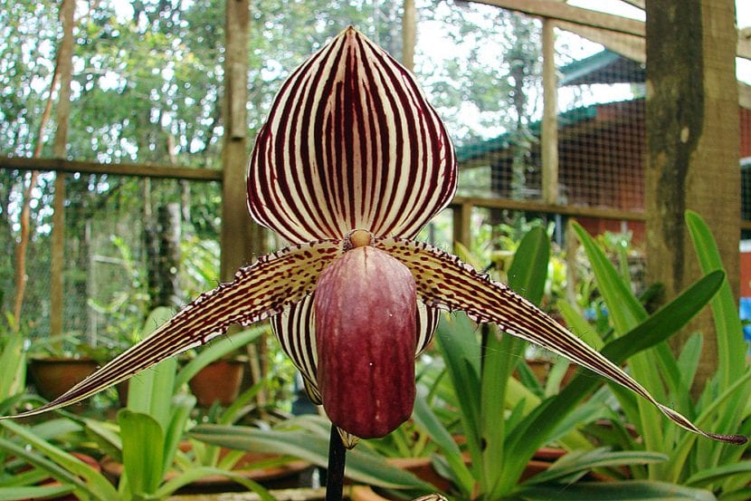 La orquídea más cara del mundo