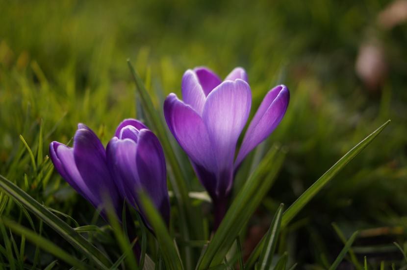 Flores de azafrán, la especie más cara