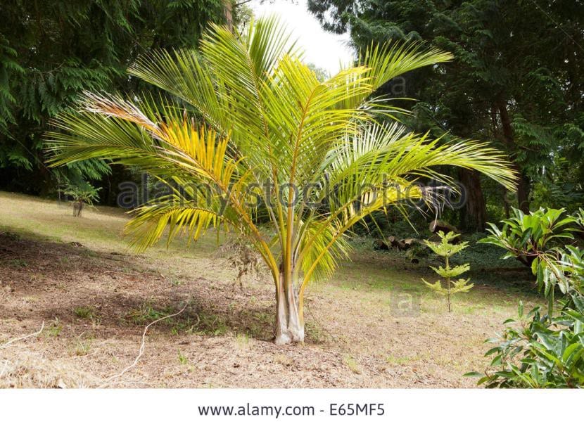 Juania australis, la palmera más cara del mundo