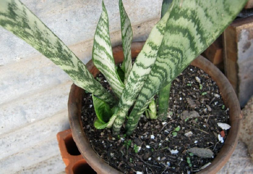 planta herbacea de facil cuidado