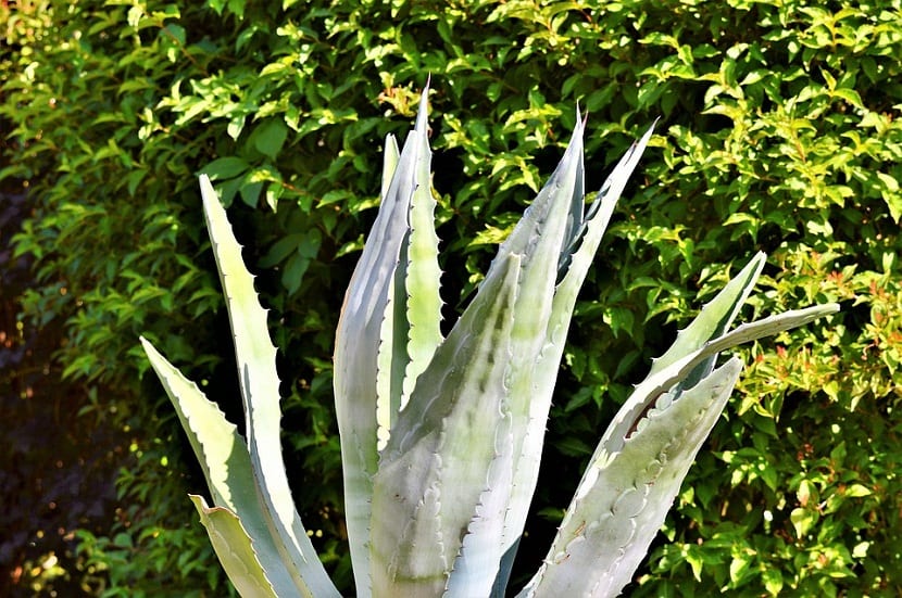 La agave, planta resistente sol