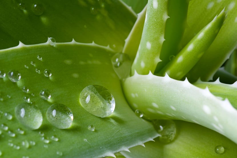 aloe vera, planta resistente sol