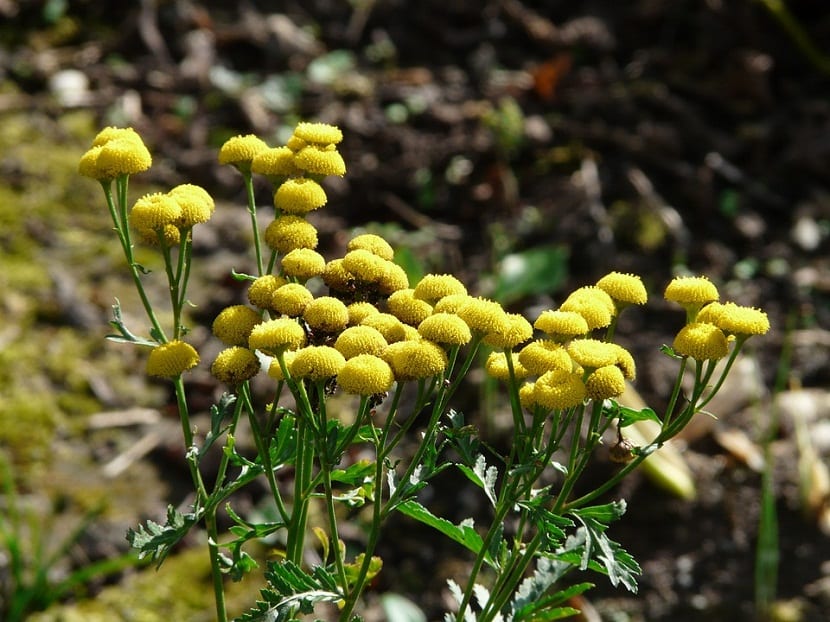 Plantas resistentes al sol para el jardín: guía de elección