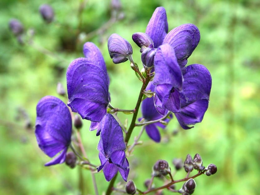 Aconitum