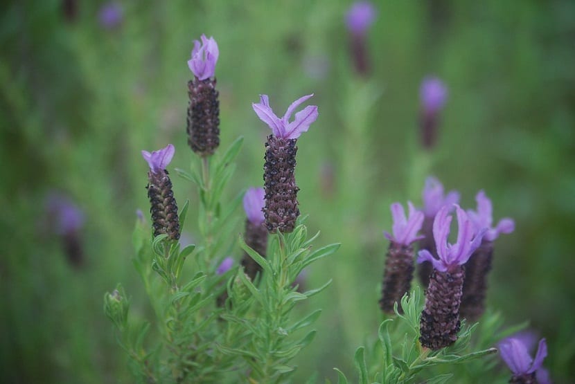 Caracteristica de la Lavanda Stoechas