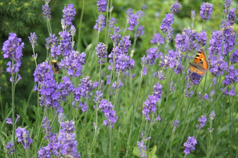 usos y cuidados de la lavanda
