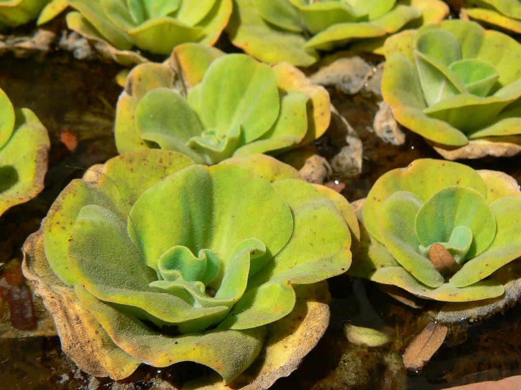 Lechuga de agua cubriendo por completo una lámina de agua