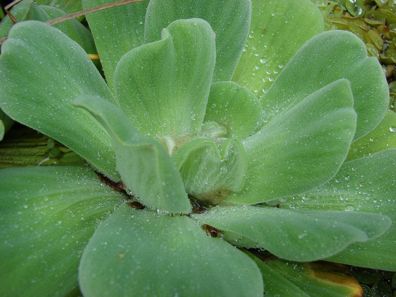 Rosetas flotantes de Pistia stratiotes en la superficie del agua