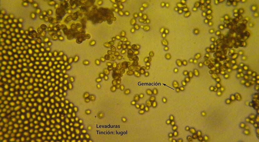 la levadura vista desde el microscopio