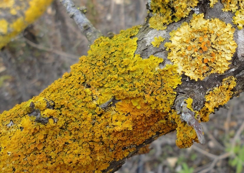liquen simbiosis entre alga y hongo