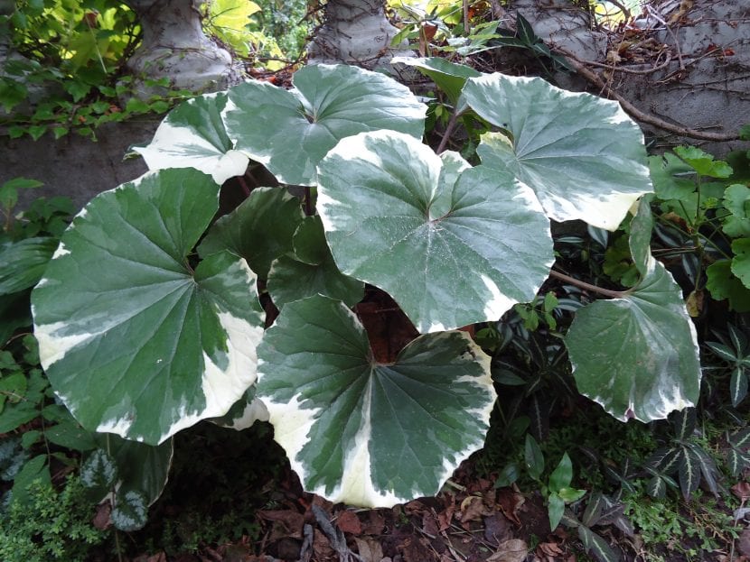 Farfugium japonicum 'Argenteum'