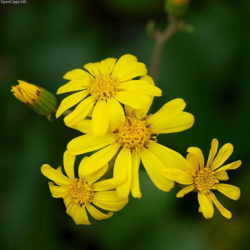 Flores de Farfugium