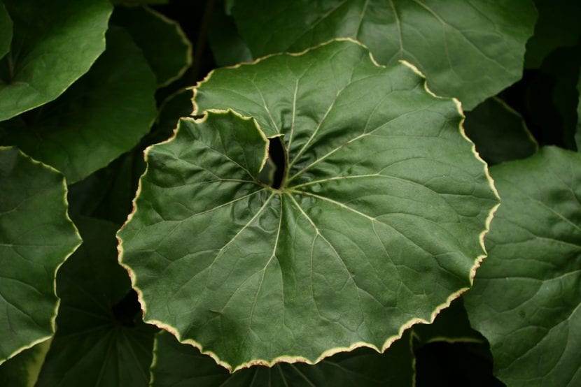 Planta de Farfugium japonicum