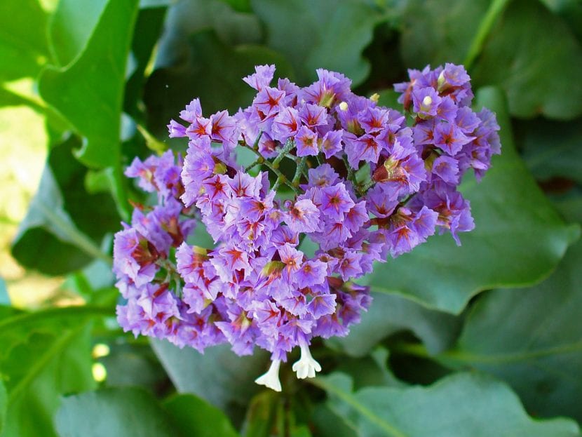 Flores de Limonium arborescens
