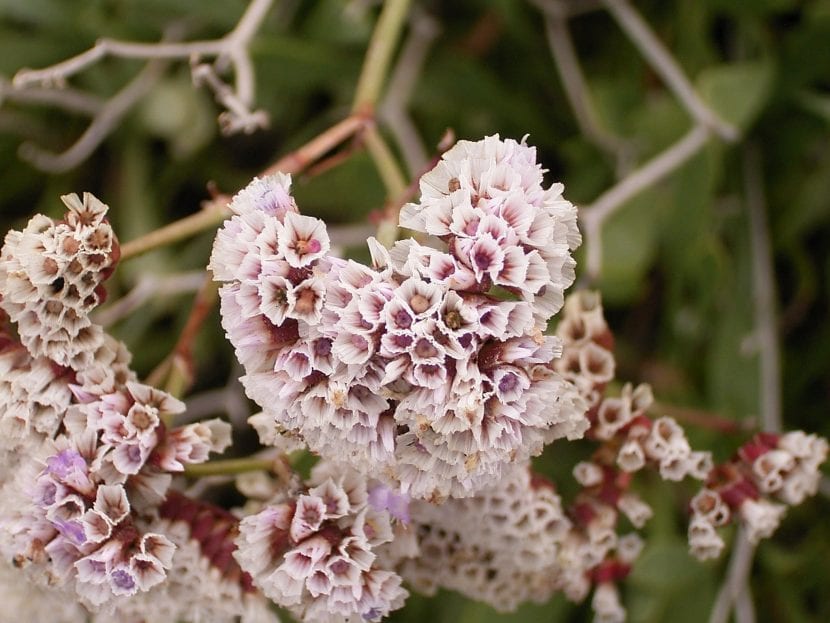 Planta de Limonium pectinatum