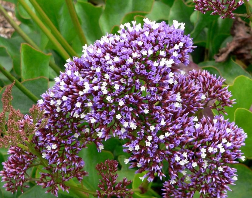 Flores de Limonium perezii