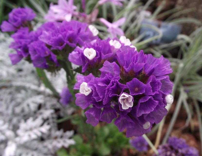 Flores de Limonium sinuatum
