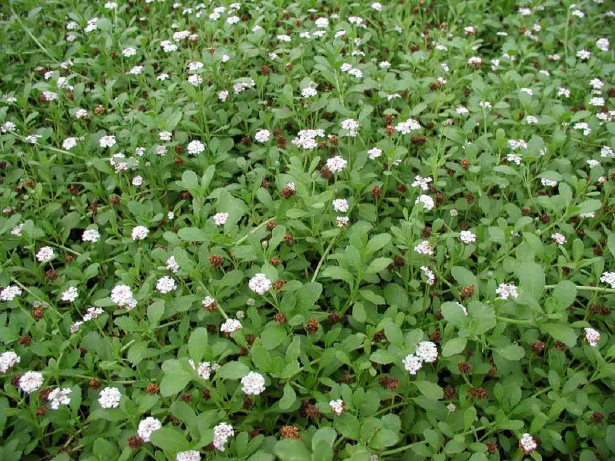 campo lleno de flores llamadas Lippia nodiflora