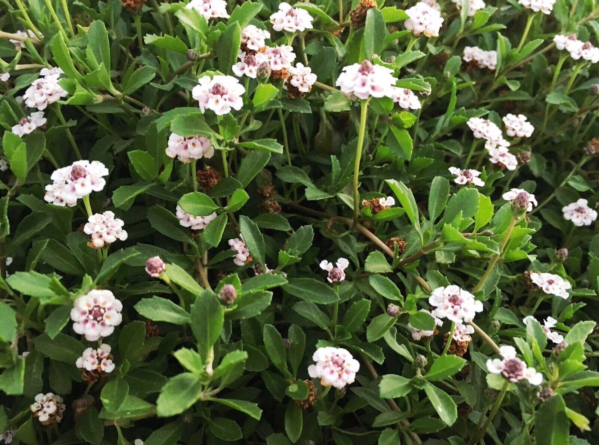 planta tapizante con flores blancas llamada Lippia nodiflora