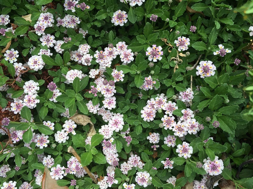 arbusto tapizante con flores